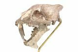 False Saber-Toothed Cat (Hoplophoneus) Skull - South Dakota #279071-1